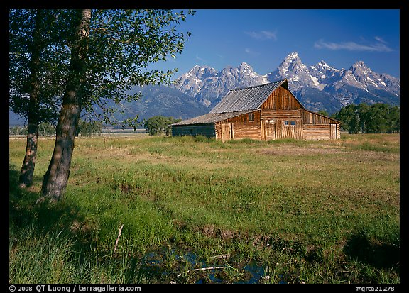 Trees, pasture and Old Barn on Mormon row, morning. Grand Teton National Park, Wyoming, USA.