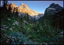 Meadow, wildflowers, and peaks at sunset. Grand Teton National Park ( color)