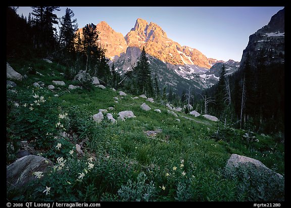 Columbine and Grand Teton at sunset. Grand Teton National Park, Wyoming, USA.