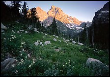 Columbine and Grand Teton at sunset. Grand Teton National Park, Wyoming, USA.