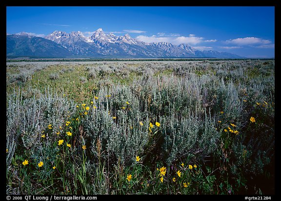 Arrowleaf balsam root and Teton range, morning. Grand Teton National Park (color)