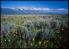 Flats with Arrowleaf balsam root and Teton range, morning. Grand Teton National Park ( color)