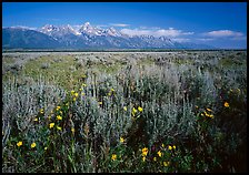 Flats with Arrowleaf balsam root and Teton range, morning. Grand Teton National Park, Wyoming, USA.