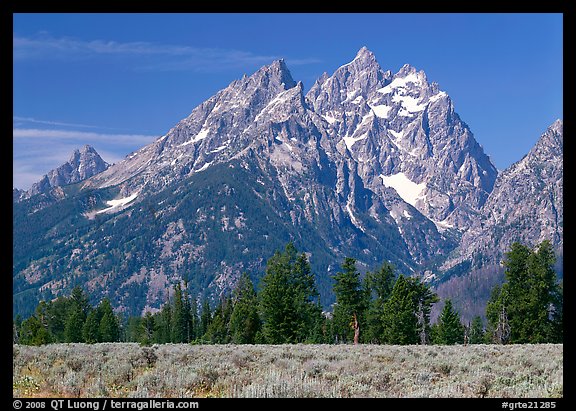 Cathedral group raising behind row of trees, morning. Grand Teton National Park, Wyoming, USA.