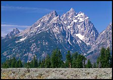 Cathedral group raising behind row of trees, morning. Grand Teton National Park ( color)