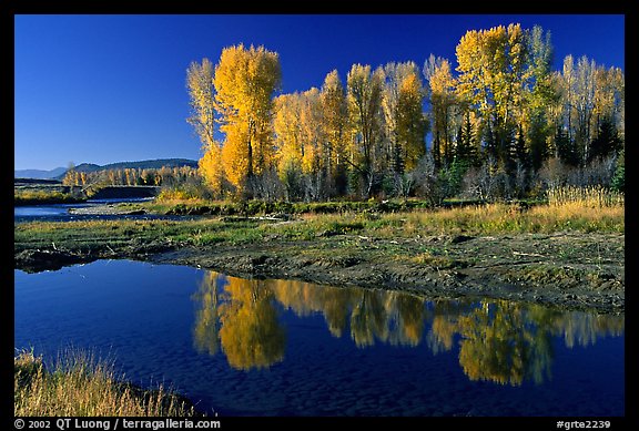 Aspen with autumn foliage, reflected in the Snake River. Grand Teton National Park (color)