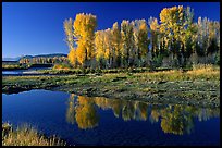 Aspen with autumn foliage, reflected in the Snake River. Grand Teton National Park, Wyoming, USA. (color)