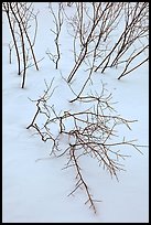 Bare shrub branches and snow. Grand Teton National Park, Wyoming, USA. (color)