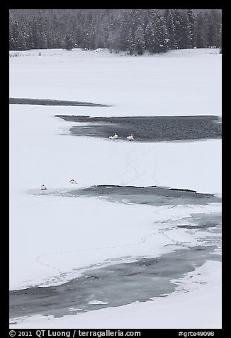 Trumpeter swans in partly thawed river. Grand Teton National Park, Wyoming, USA.