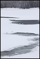 Trumpeter swans in partly thawed river. Grand Teton National Park, Wyoming, USA. (color)