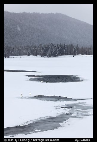 Winter landscape with  trumpeters swans. Grand Teton National Park (color)