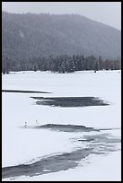 Winter landscape with  trumpeters swans. Grand Teton National Park, Wyoming, USA.