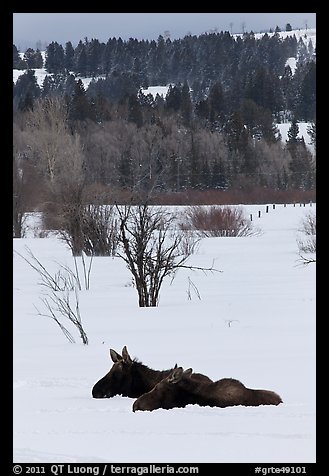 Sleepy moose in winter. Grand Teton National Park (color)