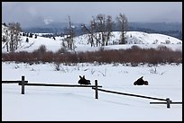 Fence and moose in winter. Grand Teton National Park, Wyoming, USA.