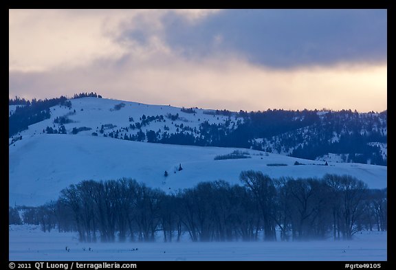Cottonwoods and hills, winter sunrise. Grand Teton National Park (color)