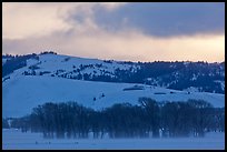 Cottonwoods and hills, winter sunrise. Grand Teton National Park, Wyoming, USA. (color)