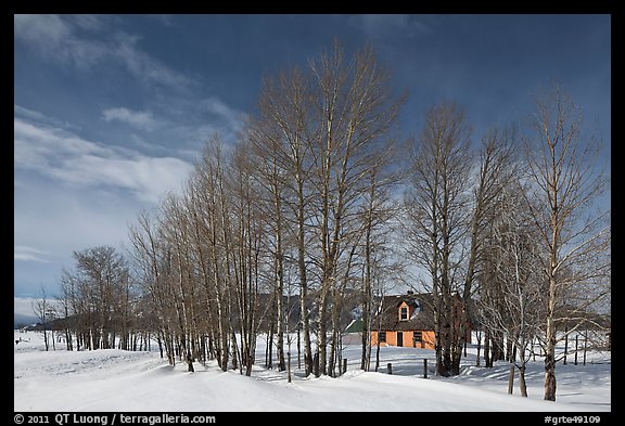 Bare cottonwoods and Moulton homestead. Grand Teton National Park (color)