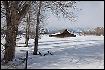 Cottonwoods and Moulton barn in winter. Grand Teton National Park, Wyoming, USA. (color)