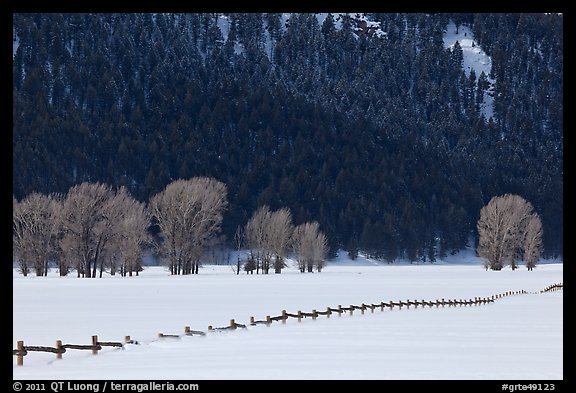 Long fence, cottonwoods, and hills in winter. Grand Teton National Park (color)