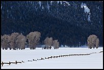 Long fence, cottonwoods, and hills in winter. Grand Teton National Park, Wyoming, USA.