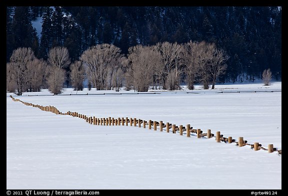 Homestead fence, bare cottonwoods, and snowy pastures. Grand Teton National Park (color)