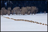 Homestead fence, bare cottonwoods, and snowy pastures. Grand Teton National Park ( color)