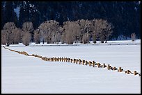 Homestead fence, bare cottonwoods, and snowy pastures. Grand Teton National Park, Wyoming, USA.