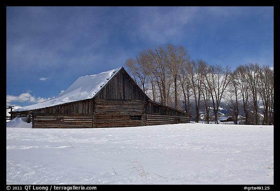 Wooden barn and cottonwoods in winter. Grand Teton National Park, Wyoming, USA.