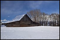 Wooden barn and cottonwoods in winter. Grand Teton National Park, Wyoming, USA. (color)