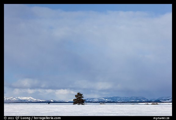 Lone tree and distant mountains in winter. Grand Teton National Park, Wyoming, USA.