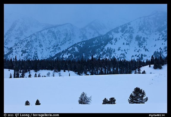 Trees, snowfield, and base of mountains at dusk. Grand Teton National Park, Wyoming, USA.