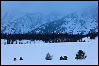 Trees, snowfield, and base of mountains at dusk. Grand Teton National Park, Wyoming, USA.