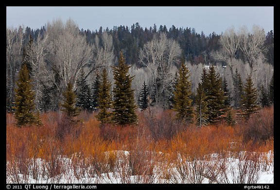 Colorful willows, evergreens, and cottonwoods in winter. Grand Teton National Park (color)