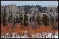 Colorful willows, evergreens, and cottonwoods in winter. Grand Teton National Park, Wyoming, USA.