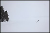 Frozen Jackson Lake in white-out, ice fishermen. Grand Teton National Park ( color)