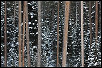 Pine tree trunks and snowy forest. Grand Teton National Park ( color)