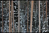 Pine tree trunks and snowy forest. Grand Teton National Park, Wyoming, USA.