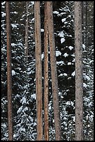 Trunks and evergreen in winter. Grand Teton National Park, Wyoming, USA.