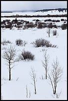 Bare trees and shurbs, frozen Jackson Lake. Grand Teton National Park, Wyoming, USA.