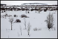 Winter landscape with bare trees and shrubs, Willow Flats. Grand Teton National Park, Wyoming, USA.