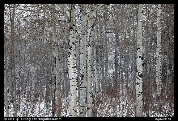 Aspen forest in winter. Grand Teton National Park, Wyoming, USA.