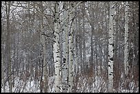 Aspen forest in winter. Grand Teton National Park ( color)