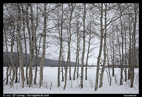 Aspen grove, Willow Flats, winter. Grand Teton National Park, Wyoming, USA.