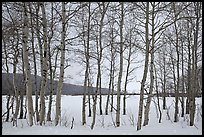 Aspen grove, Willow Flats, winter. Grand Teton National Park, Wyoming, USA.