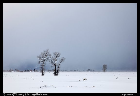 Bare cottonwood trees and storm sky in winter, Jackson Hole. Grand Teton National Park, Wyoming, USA.