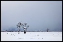 Bare cottonwood trees and storm sky in winter, Jackson Hole. Grand Teton National Park, Wyoming, USA.