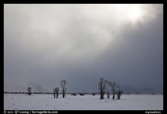 Bare cottonwood trees and sun in winter, Jackson Hole. Grand Teton National Park (color)