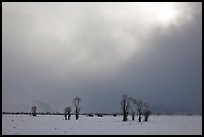 Bare cottonwood trees and sun in winter, Jackson Hole. Grand Teton National Park, Wyoming, USA. (color)