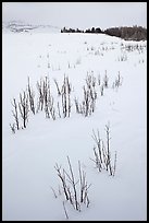 Shrubs in white landscape. Grand Teton National Park, Wyoming, USA. (color)