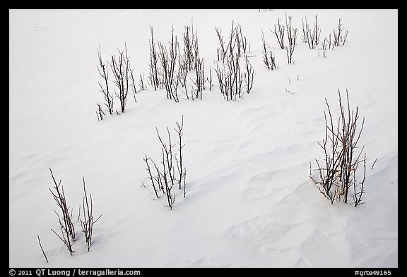 Shrubs and snowdrift patterns. Grand Teton National Park (color)